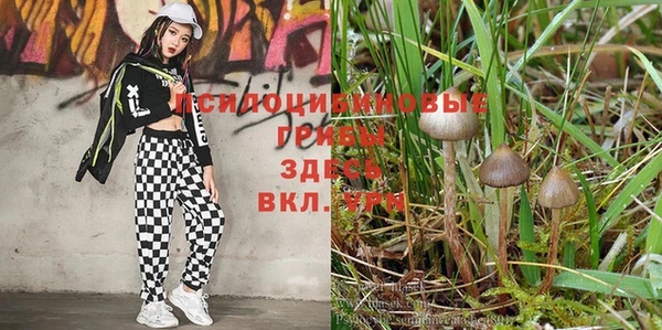 дмт Гусев